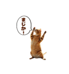 ネコにゃんにゃんにゃんニャン（個別スタンプ：12）
