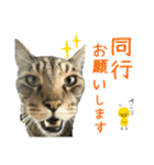 キジトラたいの⭐︎キラキラ介護スタンプ2（個別スタンプ：1）