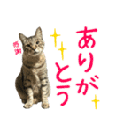 キジトラたいの⭐︎キラキラ介護スタンプ2（個別スタンプ：2）