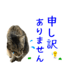キジトラたいの⭐︎キラキラ介護スタンプ2（個別スタンプ：3）