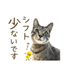 キジトラたいの⭐︎キラキラ介護スタンプ2（個別スタンプ：6）