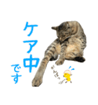 キジトラたいの⭐︎キラキラ介護スタンプ2（個別スタンプ：7）