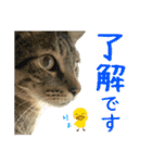 キジトラたいの⭐︎キラキラ介護スタンプ2（個別スタンプ：8）