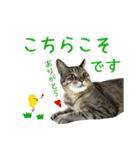 キジトラたいの⭐︎キラキラ介護スタンプ2（個別スタンプ：9）