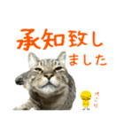 キジトラたいの⭐︎キラキラ介護スタンプ2（個別スタンプ：10）
