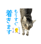 キジトラたいの⭐︎キラキラ介護スタンプ2（個別スタンプ：11）