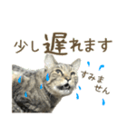 キジトラたいの⭐︎キラキラ介護スタンプ2（個別スタンプ：12）