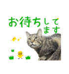 キジトラたいの⭐︎キラキラ介護スタンプ2（個別スタンプ：13）