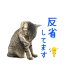キジトラたいの⭐︎キラキラ介護スタンプ2（個別スタンプ：14）