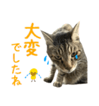 キジトラたいの⭐︎キラキラ介護スタンプ2（個別スタンプ：15）