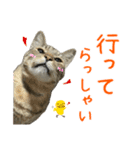 キジトラたいの⭐︎キラキラ介護スタンプ2（個別スタンプ：16）