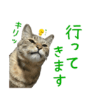 キジトラたいの⭐︎キラキラ介護スタンプ2（個別スタンプ：17）