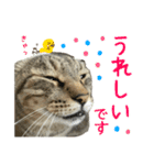 キジトラたいの⭐︎キラキラ介護スタンプ2（個別スタンプ：18）