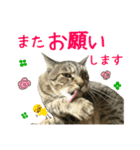 キジトラたいの⭐︎キラキラ介護スタンプ2（個別スタンプ：19）