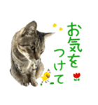 キジトラたいの⭐︎キラキラ介護スタンプ2（個別スタンプ：20）