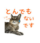 キジトラたいの⭐︎キラキラ介護スタンプ2（個別スタンプ：21）