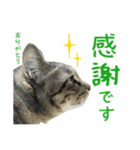 キジトラたいの⭐︎キラキラ介護スタンプ2（個別スタンプ：22）