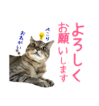 キジトラたいの⭐︎キラキラ介護スタンプ2（個別スタンプ：23）