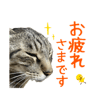 キジトラたいの⭐︎キラキラ介護スタンプ2（個別スタンプ：24）