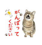 キジトラたいの⭐︎キラキラ介護スタンプ2（個別スタンプ：27）