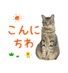 キジトラたいの⭐︎キラキラ介護スタンプ2（個別スタンプ：28）