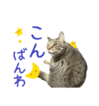 キジトラたいの⭐︎キラキラ介護スタンプ2（個別スタンプ：29）