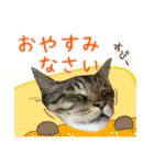 キジトラたいの⭐︎キラキラ介護スタンプ2（個別スタンプ：30）