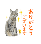 キジトラたいの⭐︎キラキラ介護スタンプ2（個別スタンプ：31）