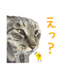 キジトラたいの⭐︎キラキラ介護スタンプ2（個別スタンプ：32）