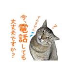 キジトラたいの⭐︎キラキラ介護スタンプ2（個別スタンプ：33）