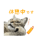 キジトラたいの⭐︎キラキラ介護スタンプ2（個別スタンプ：34）