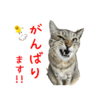 キジトラたいの⭐︎キラキラ介護スタンプ2（個別スタンプ：35）