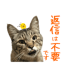 キジトラたいの⭐︎キラキラ介護スタンプ2（個別スタンプ：36）
