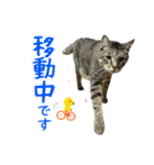 キジトラたいの⭐︎キラキラ介護スタンプ2（個別スタンプ：38）