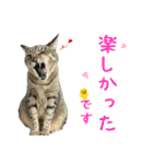 キジトラたいの⭐︎キラキラ介護スタンプ2（個別スタンプ：39）