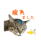 キジトラたいの⭐︎キラキラ介護スタンプ2（個別スタンプ：40）