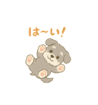ぽわぽわシュナまる（個別スタンプ：16）