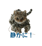 陸上自衛隊の猫（個別スタンプ：11）