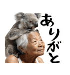 コアラとばばぁ  (毎日便利に使える返信)（個別スタンプ：9）