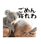 コアラとばばぁ  (毎日便利に使える返信)（個別スタンプ：40）