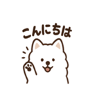 ふわふわサモエドの毎日スタンプ（個別スタンプ：1）