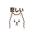 ふわふわサモエドの毎日スタンプ（個別スタンプ：36）