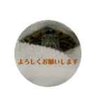 うちのカメのスタンプ（敬語）1（個別スタンプ：3）