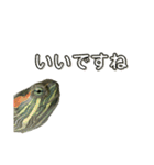うちのカメのスタンプ（敬語）1（個別スタンプ：9）