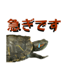 うちのカメのスタンプ（敬語）1（個別スタンプ：34）