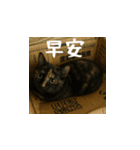小花達と猫ライフ(台湾華語）（個別スタンプ：1）