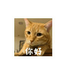 小花達と猫ライフ(台湾華語）（個別スタンプ：2）