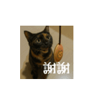 小花達と猫ライフ(台湾華語）（個別スタンプ：3）