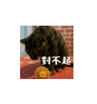 小花達と猫ライフ(台湾華語）（個別スタンプ：4）
