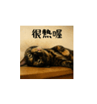 小花達と猫ライフ(台湾華語）（個別スタンプ：5）